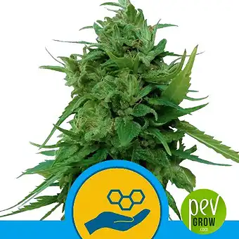 Solomatic CBD - Royal Queen Seeds