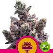 Wedding Gelato - Royal Queen Seeds Wedding Gelato - Royal Queen Seeds