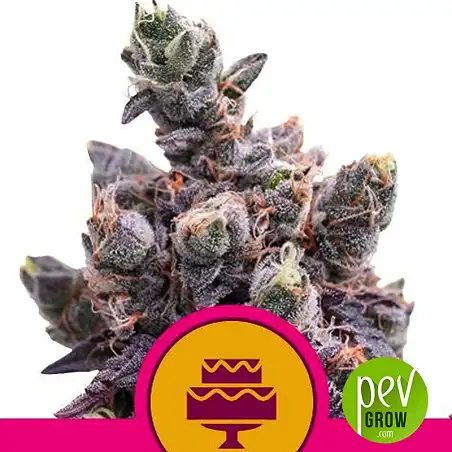 Wedding Gelato - Royal Queen Seeds