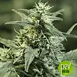 Golden Haze - The Devil's Harvest Seeds - Devil's Harvest Seeds Golden Haze - The Devil's Harvest Seeds - Devil's Harvest Seeds
