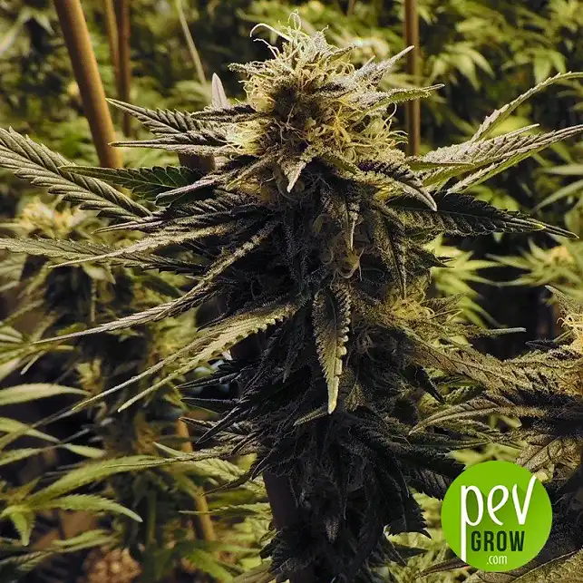Excalibur CBD - PEV Bank Seeds