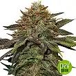Fruit Cake Autoflower - Seed Stockers