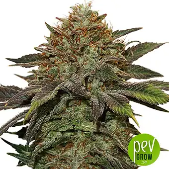 Fruit Cake Autoflower - Seed Stockers