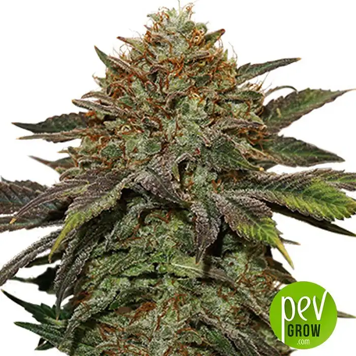 Fruit Cake Autoflower - Seed Stockers