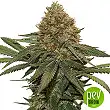 Fruit Cake - Seed Stockers