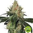 Nicole Cream Auto - Seed Stockers