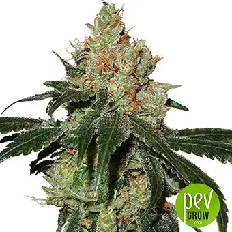 Nicole Cream Auto - Seed Stockers