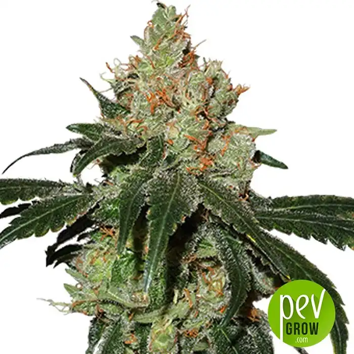 Nicole Cream Auto - Seed Stockers