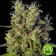 Super Malawi Haze - Ace Seeds