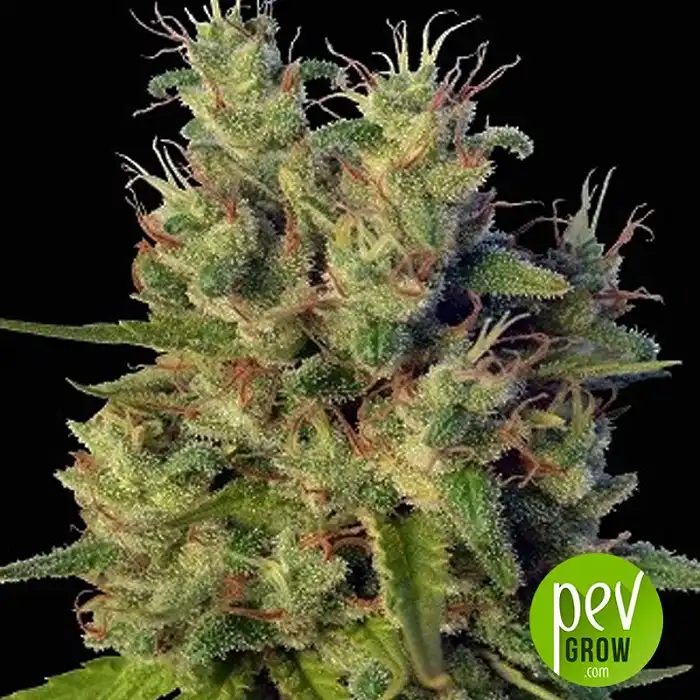 Super Malawi Haze - Ace Seeds