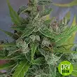 Lebanon - Ace Seeds