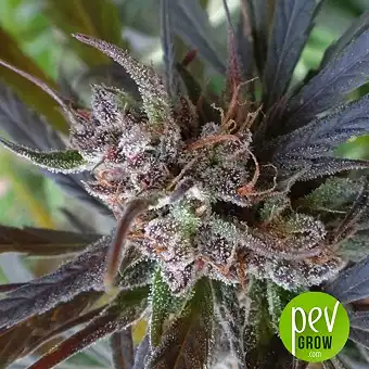 Haze x Kali China - Ace Seeds