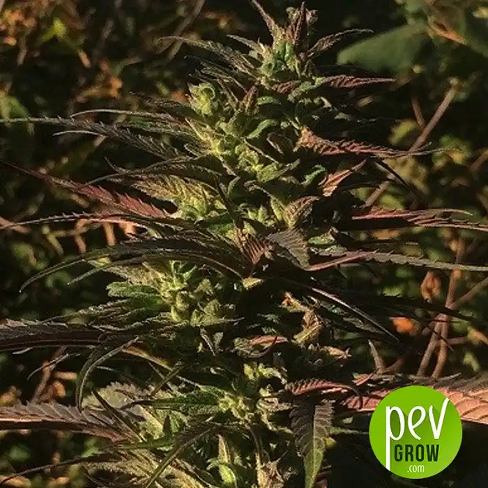 Thai Chi - Ace Seeds