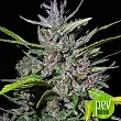 Honduras x Panama - Ace Seeds