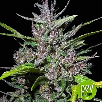 Honduras x Panama - Ace Seeds