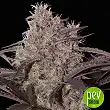 Jack Widow - Seed Maker Jack Widow - Seed Maker