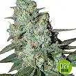 Wonder Skunk Seed Makers Wonder Skunk Seed Makers