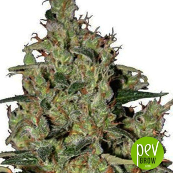 Auto Critical - Seed Maker