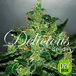 Critical Jack Herer Auto - Delicious Seeds