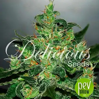 Critical Jack Herer Auto - Delicious Seeds