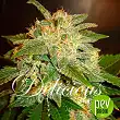 La Bella Afrodita Auto - Delicious Seeds