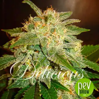La Bella Afrodita Auto - Delicious Seeds