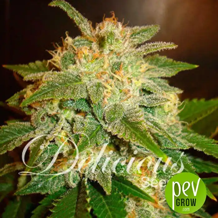 La Bella Afrodita Auto - Delicious Seeds