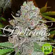 La Diva Auto - Delicious Seeds La Diva Auto - Delicious Seeds
