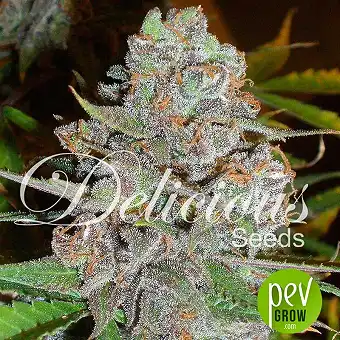 La Diva Auto - Delicious Seeds