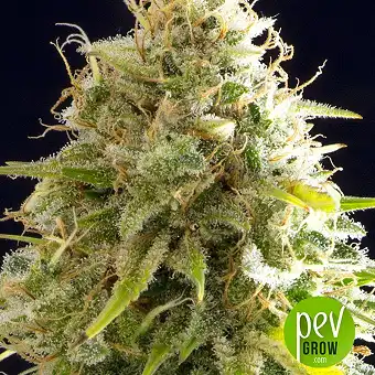 Mataro Blue Kannabia