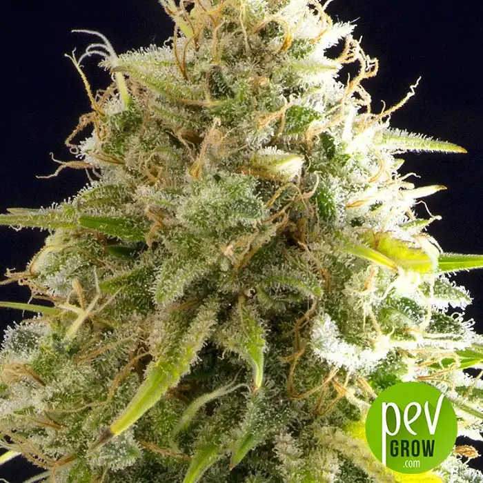 Mataro Blue Kannabia