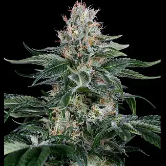 Orange Juice Dinafem package - Dinafem Seeds