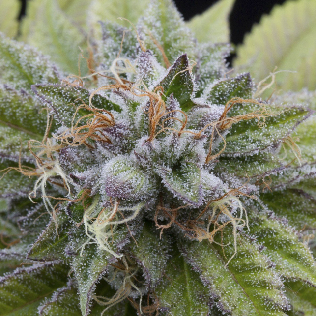 Bubba Kush de Dinafem