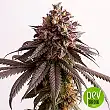 Gelato-K - Kannabia