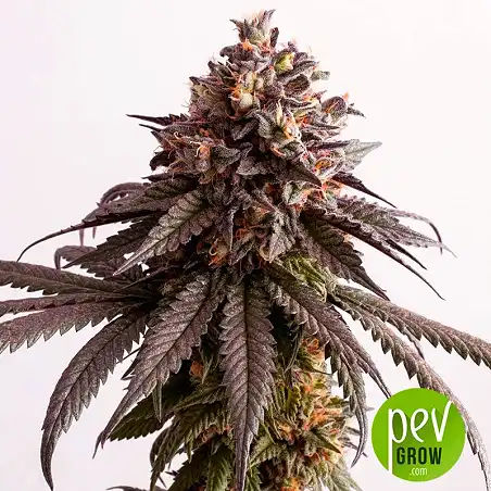 Gelato-K - Kannabia