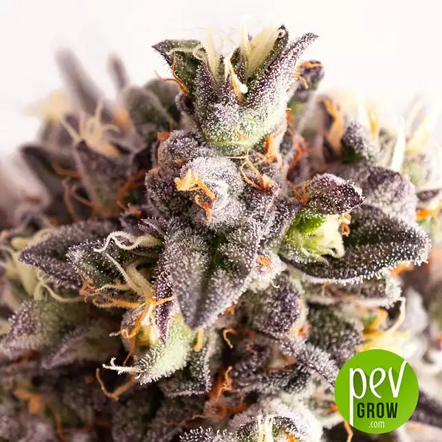 Gelato-K detail - Kannabia