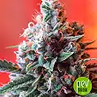 Dark Star X AK 49 - Vision Seeds Dark Star X AK 49 - Vision Seeds