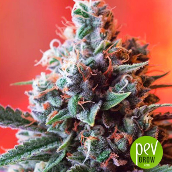 Dark Star X AK 49