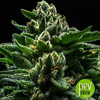 Do-G - Ripper Seeds