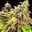 Doctor Jamaica Auto - Vision Seeds