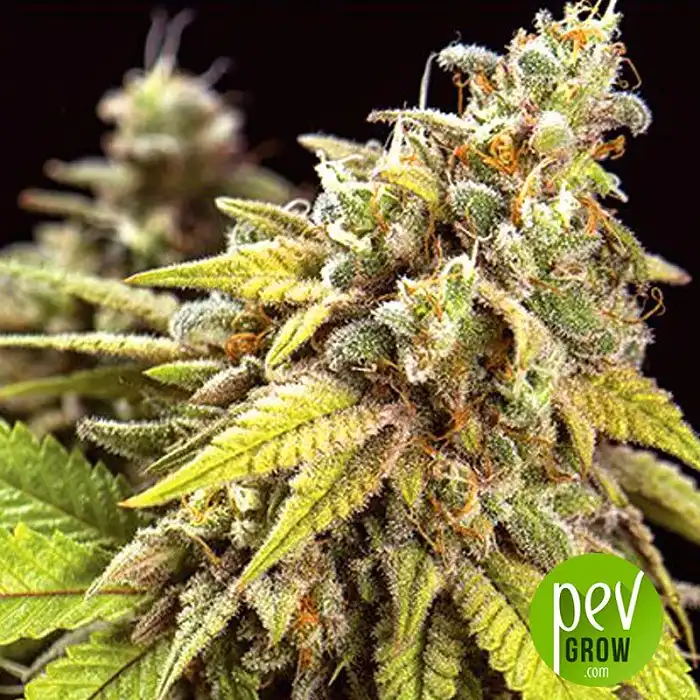 Doctor Jamaica Auto - Vision Seeds