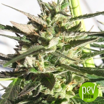 Panama x Tikal - Ace Seeds