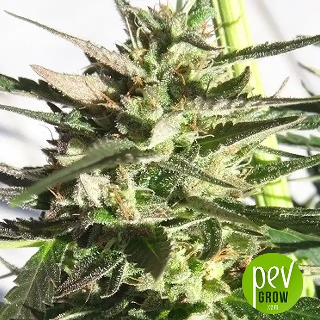 Panama x Tikal - Ace Seeds Panama x Tikal - Ace Seeds