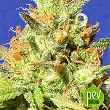 Zkittlez Auto - Original Sensible Seeds