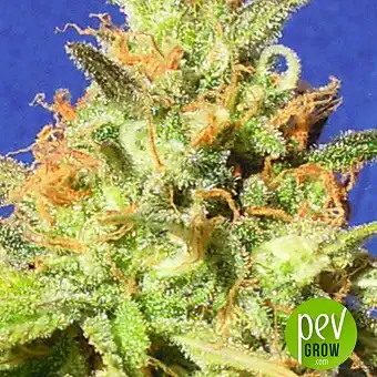 Zkittlez Auto - Original Sensible Seeds