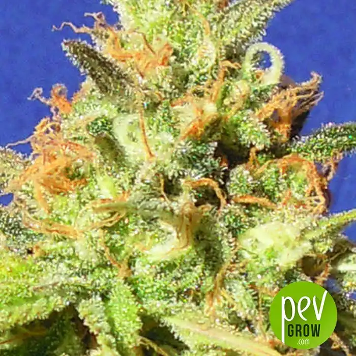 Zkittlez Auto - Original Sensible Seeds