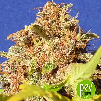 Wedding Cake Auto - Original Sensible Seeds