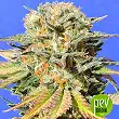Bruce Banner 3 Auto - Original Sensible Seeds