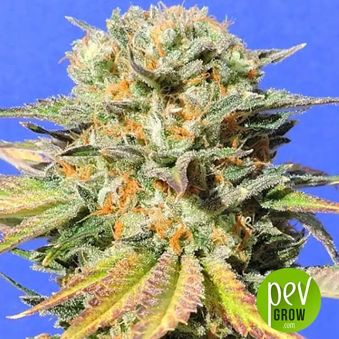 Bruce Banner 3 Auto - Original Sensible Seeds