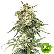 BCN Critical XXL Fast - Seed Stockers